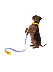 COLLAR DE CUERO BANANA/PURPLE