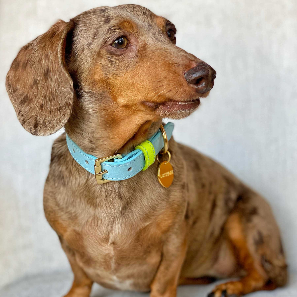 COLLAR DE CUERO BABYBLUE/LEMON