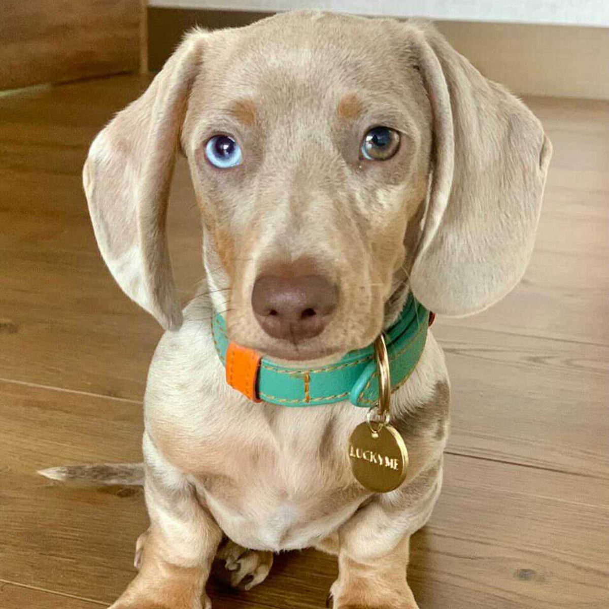 COLLAR DE CUERO AQUAMARINE/PAPAYA